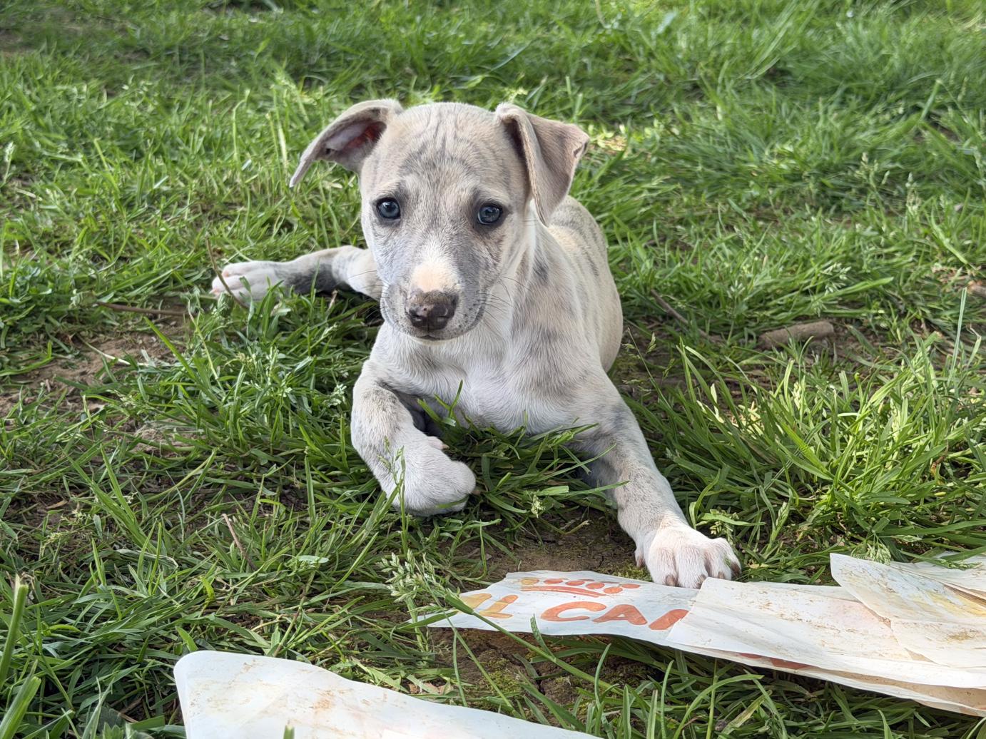 chiot disponible