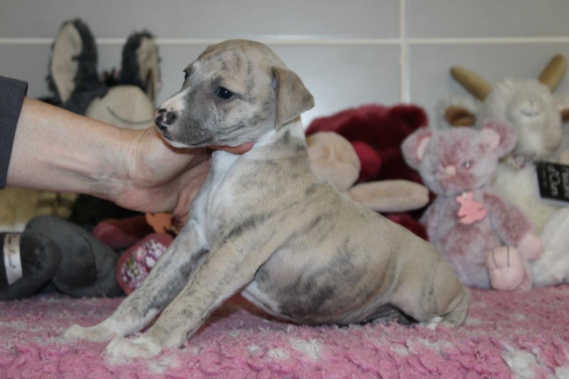chiot disponible