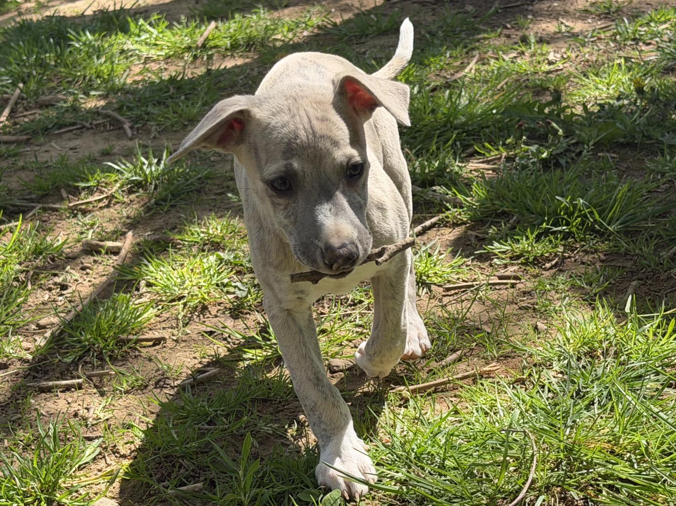 chiot disponible