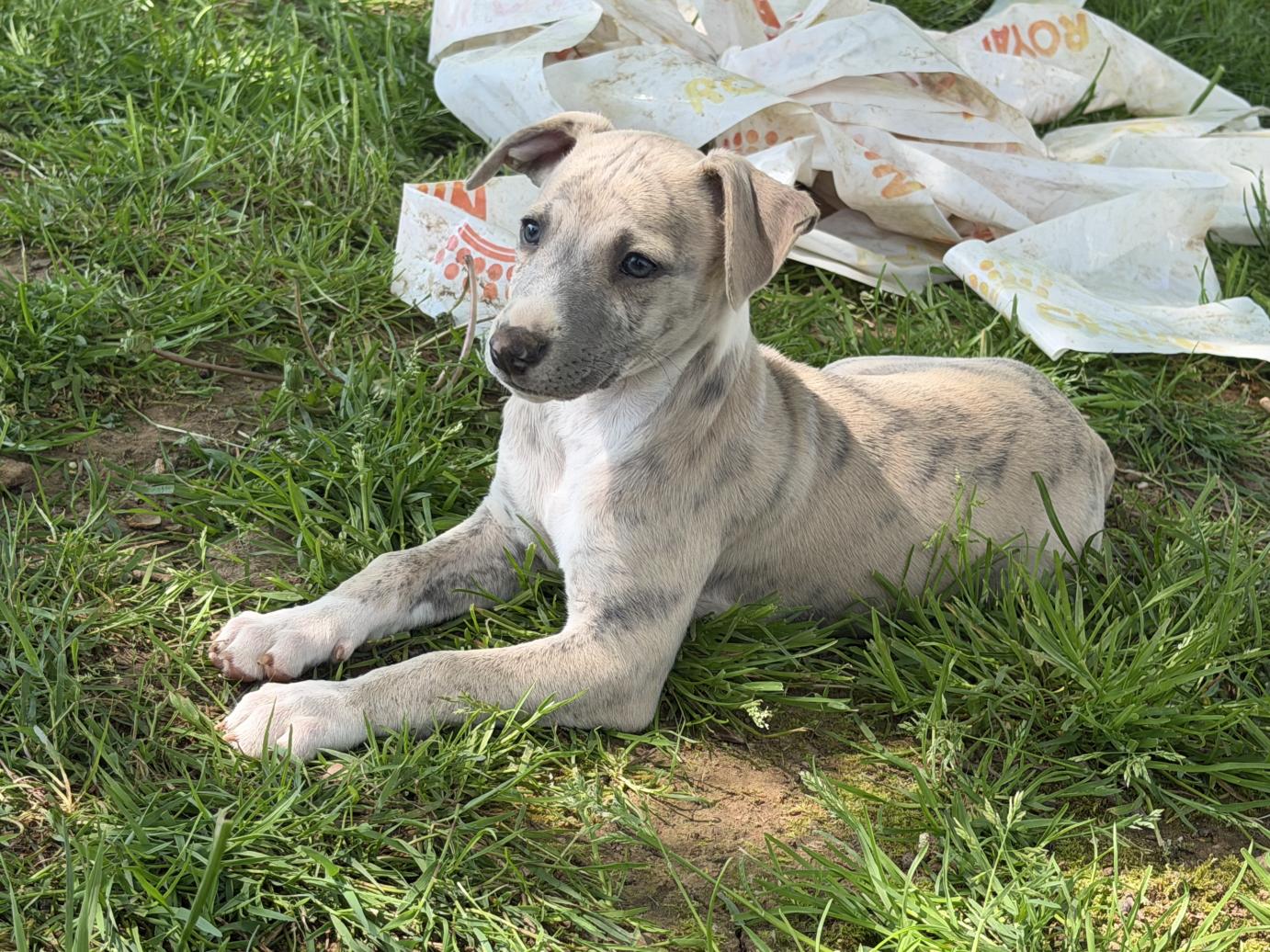 chiot disponible