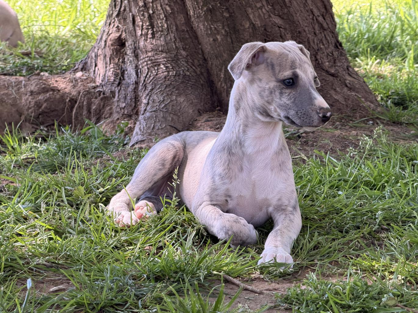 chiot disponible