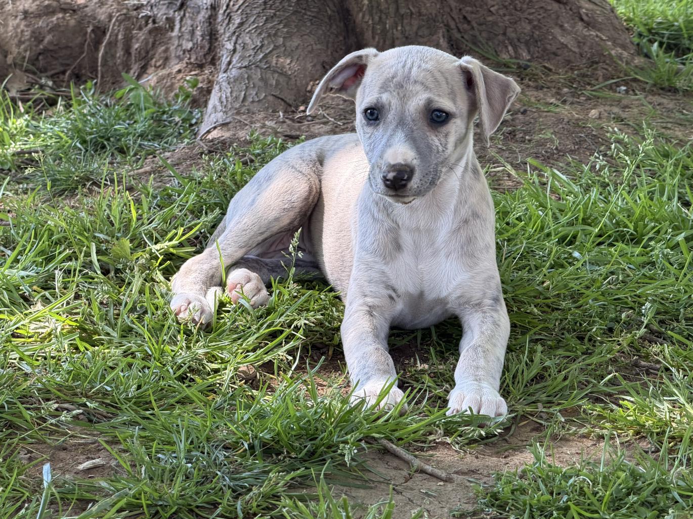 chiot disponible