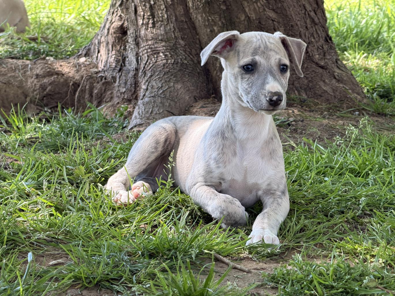 chiot disponible