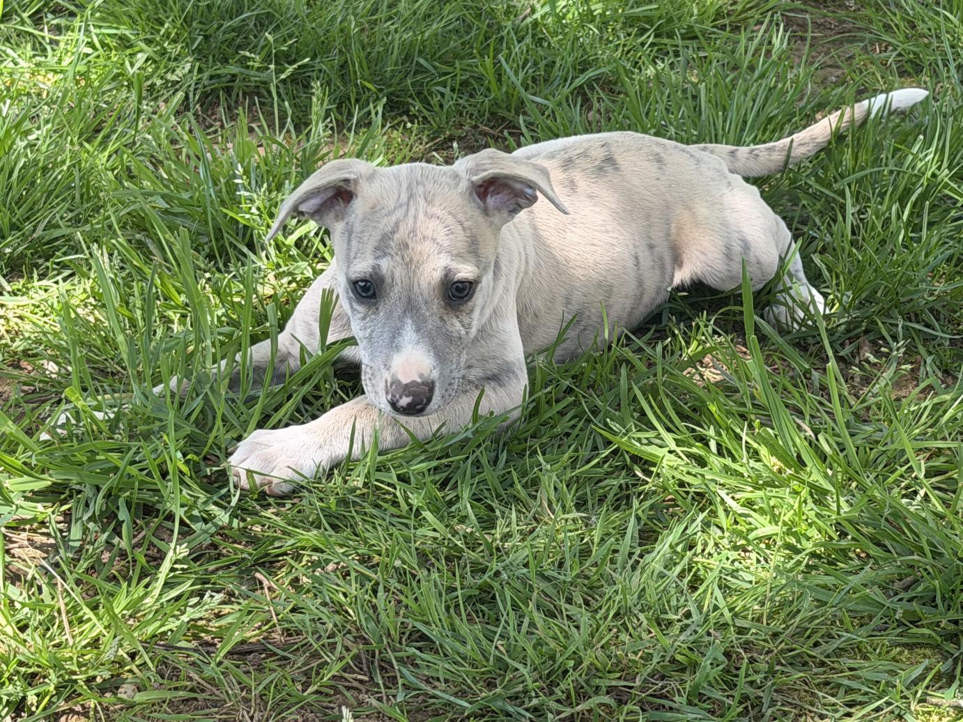 chiot disponible
