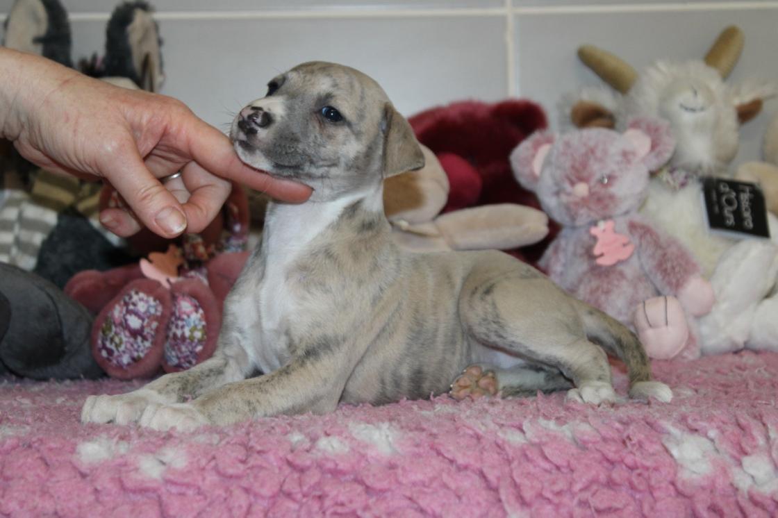chiot disponible
