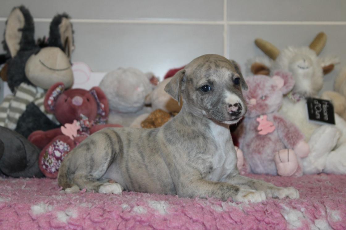 chiot disponible