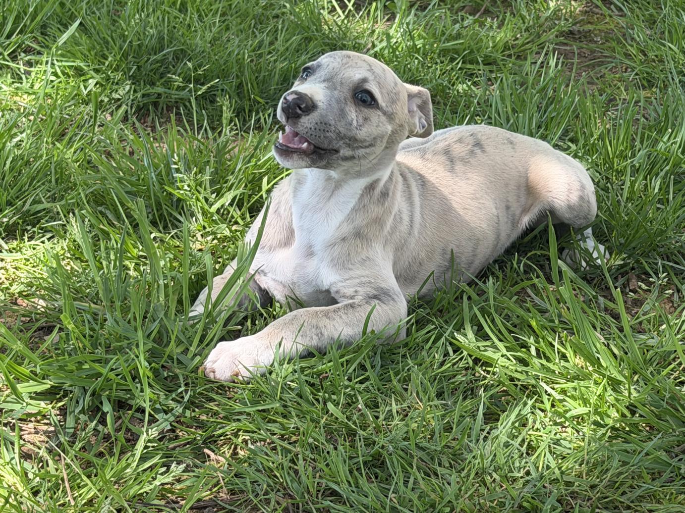 chiot disponible