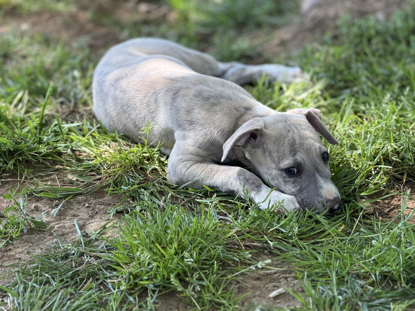 chiot disponible