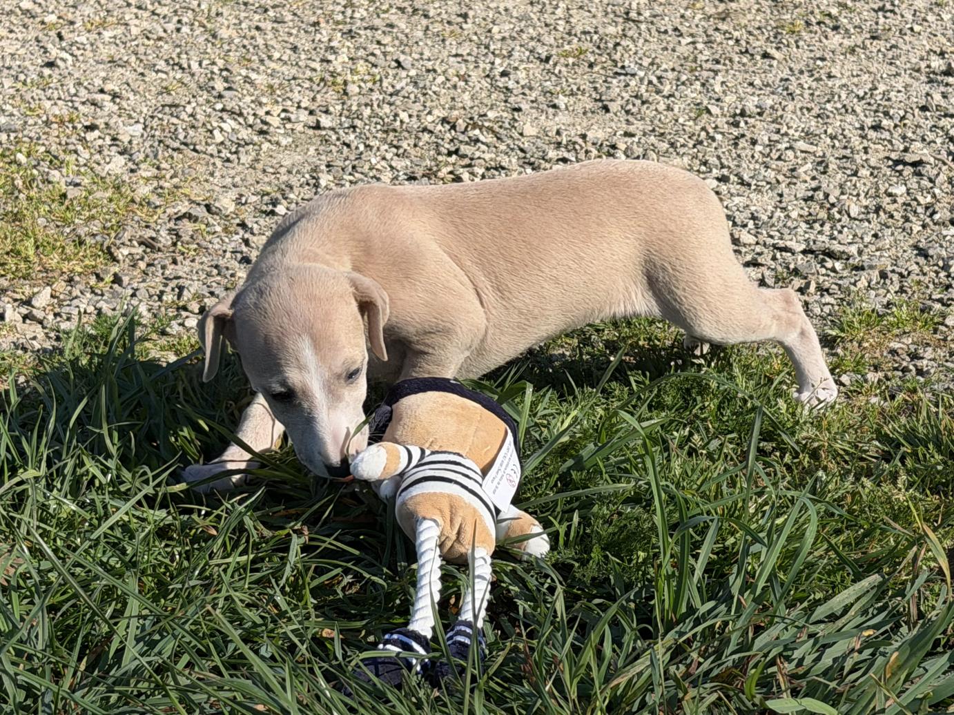 chiot disponible