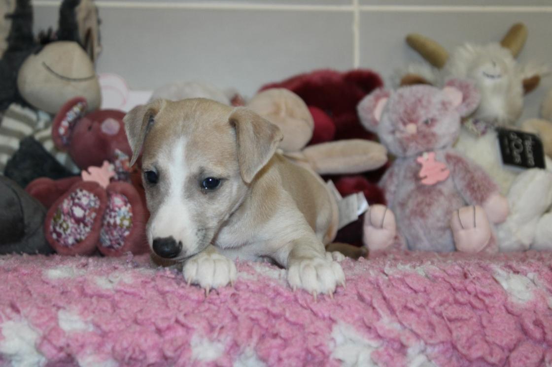 chiot disponible