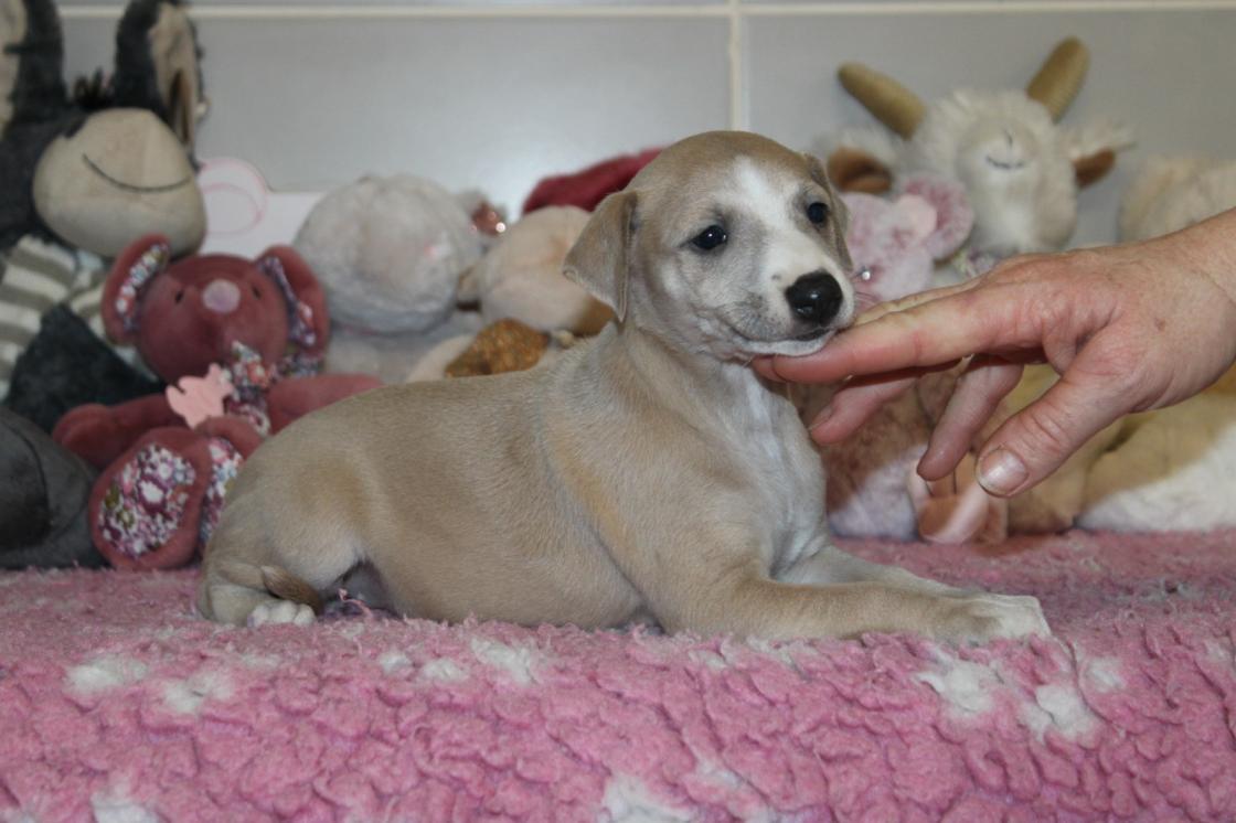 chiot disponible