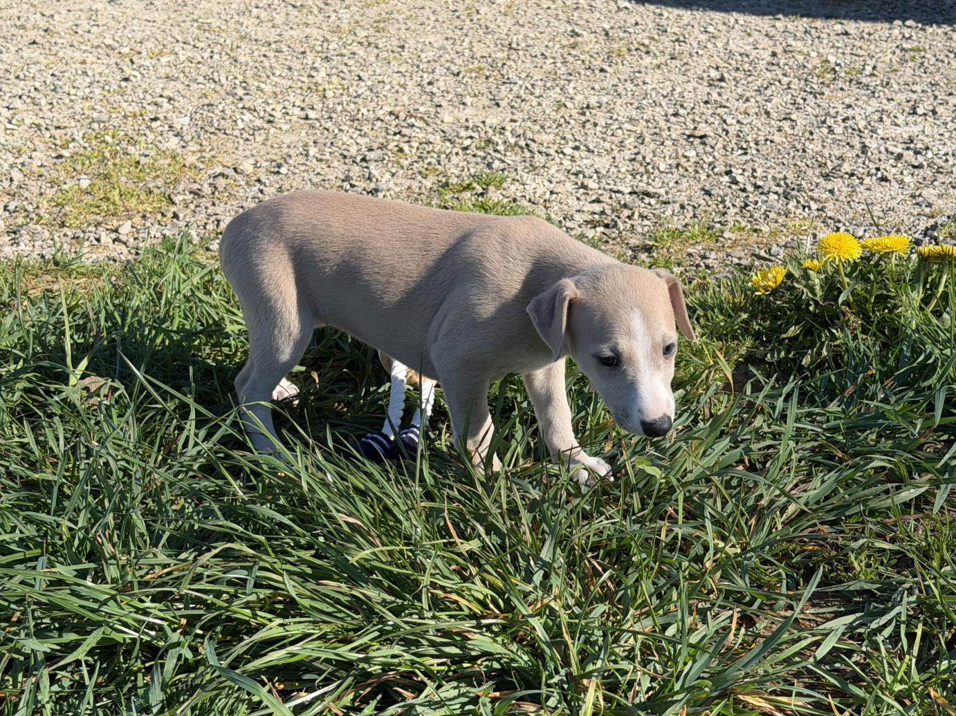 chiot disponible