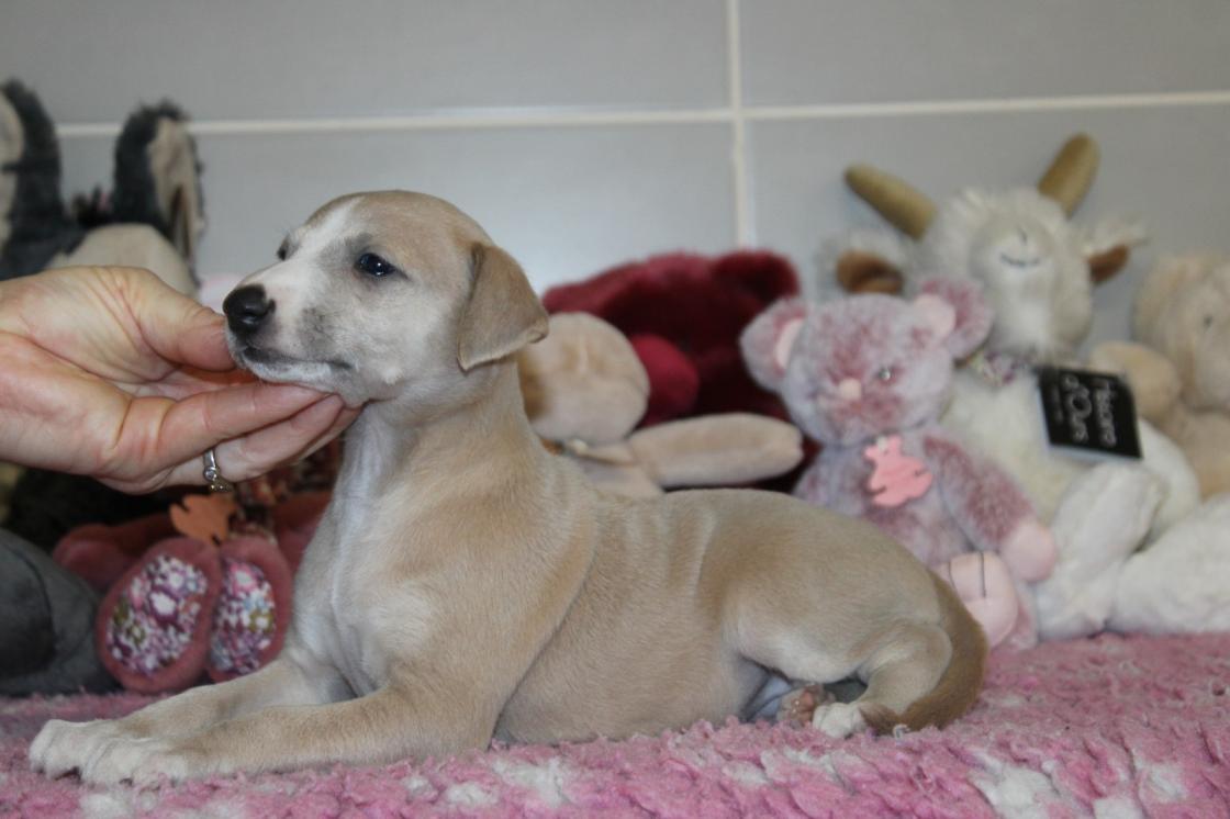 chiot disponible