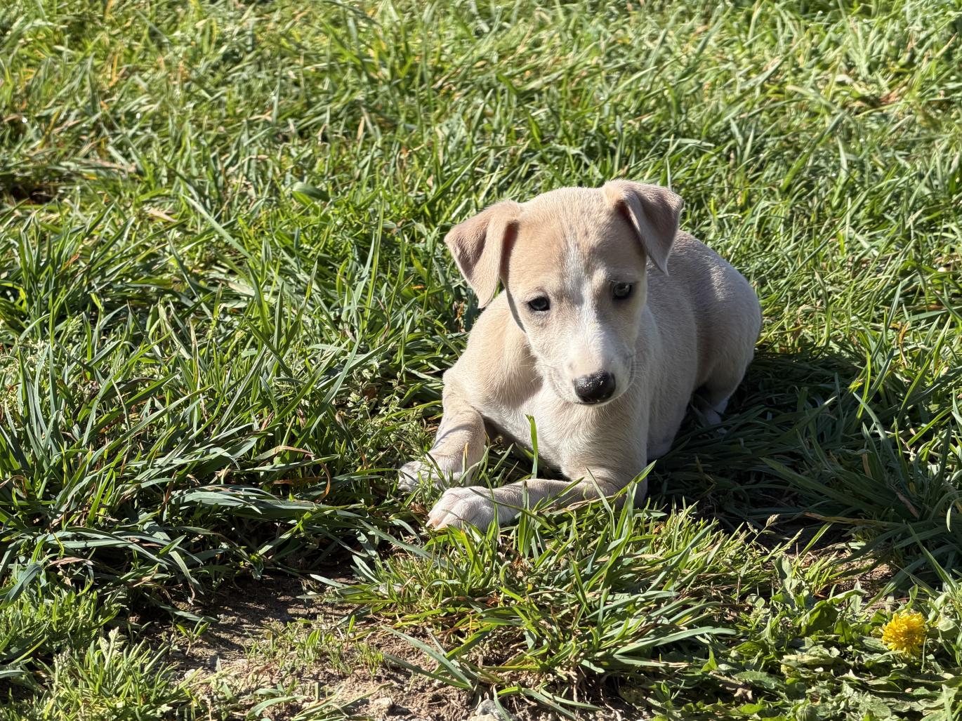 chiot disponible