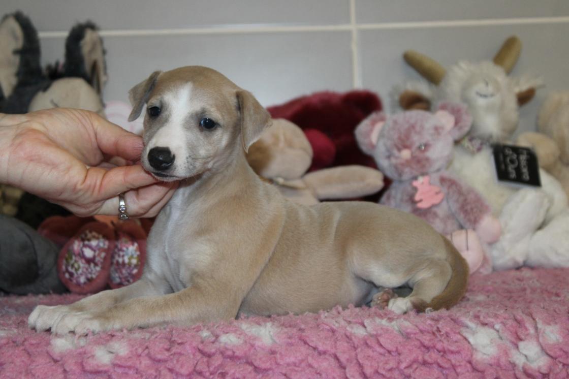 chiot disponible
