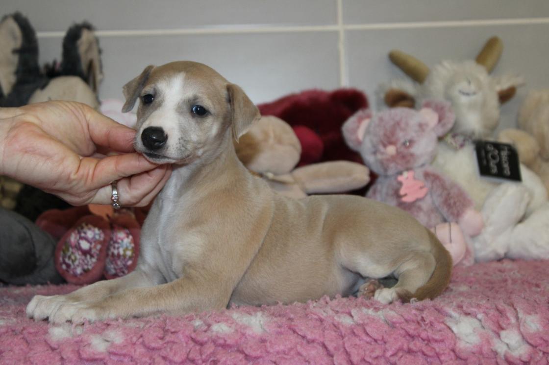 chiot disponible