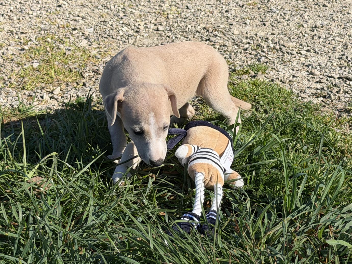 chiot disponible