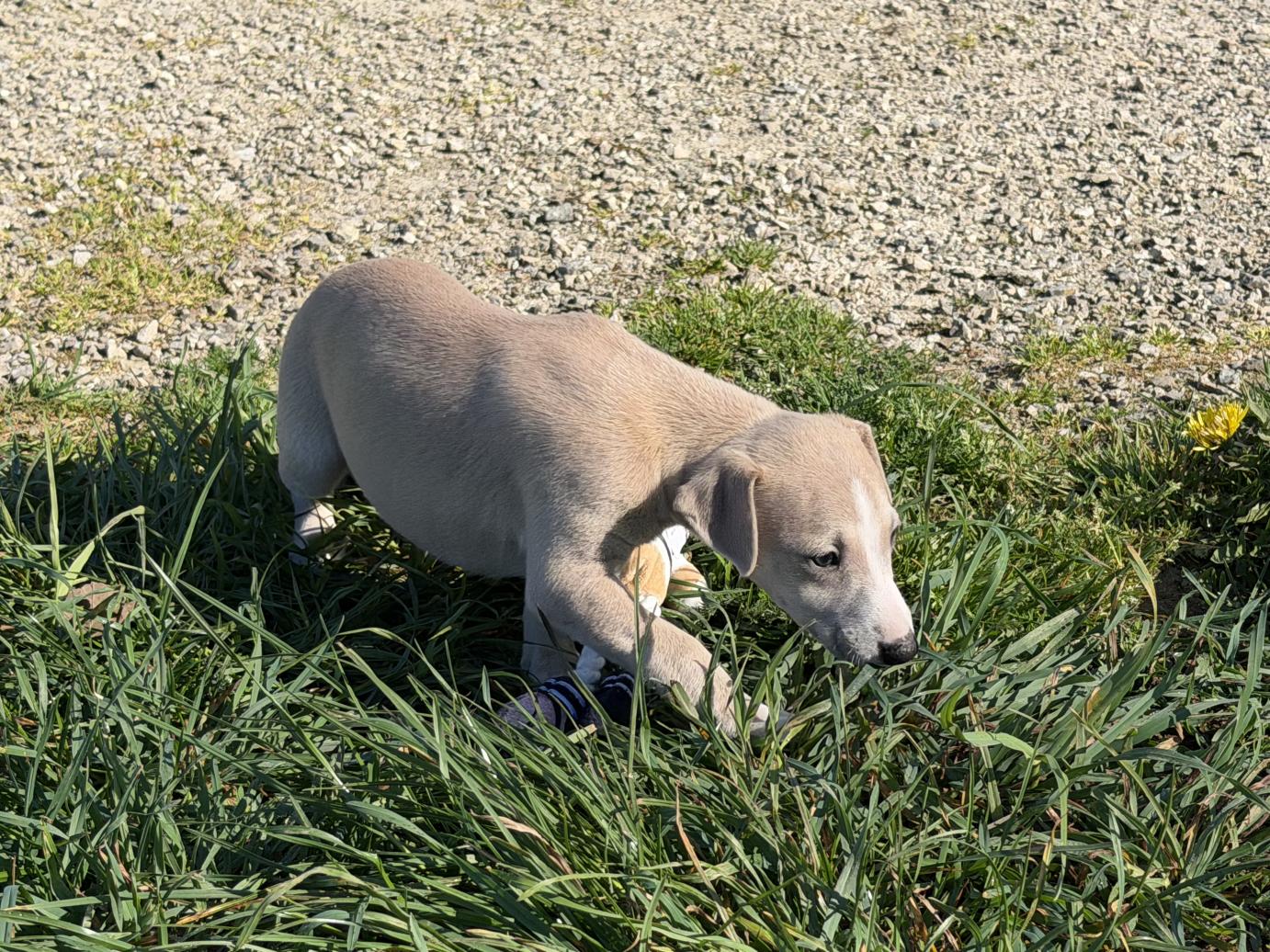 chiot disponible