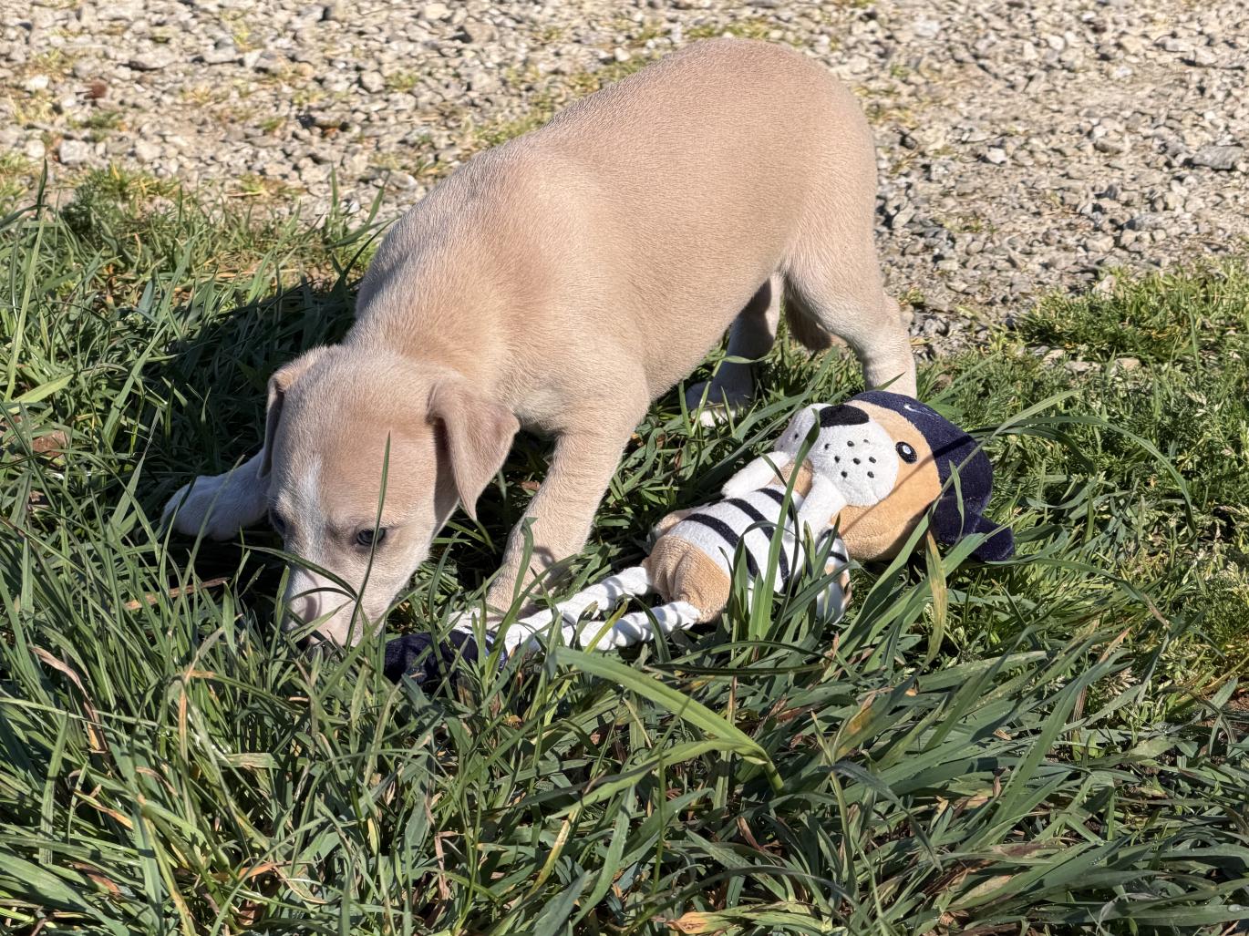 chiot disponible