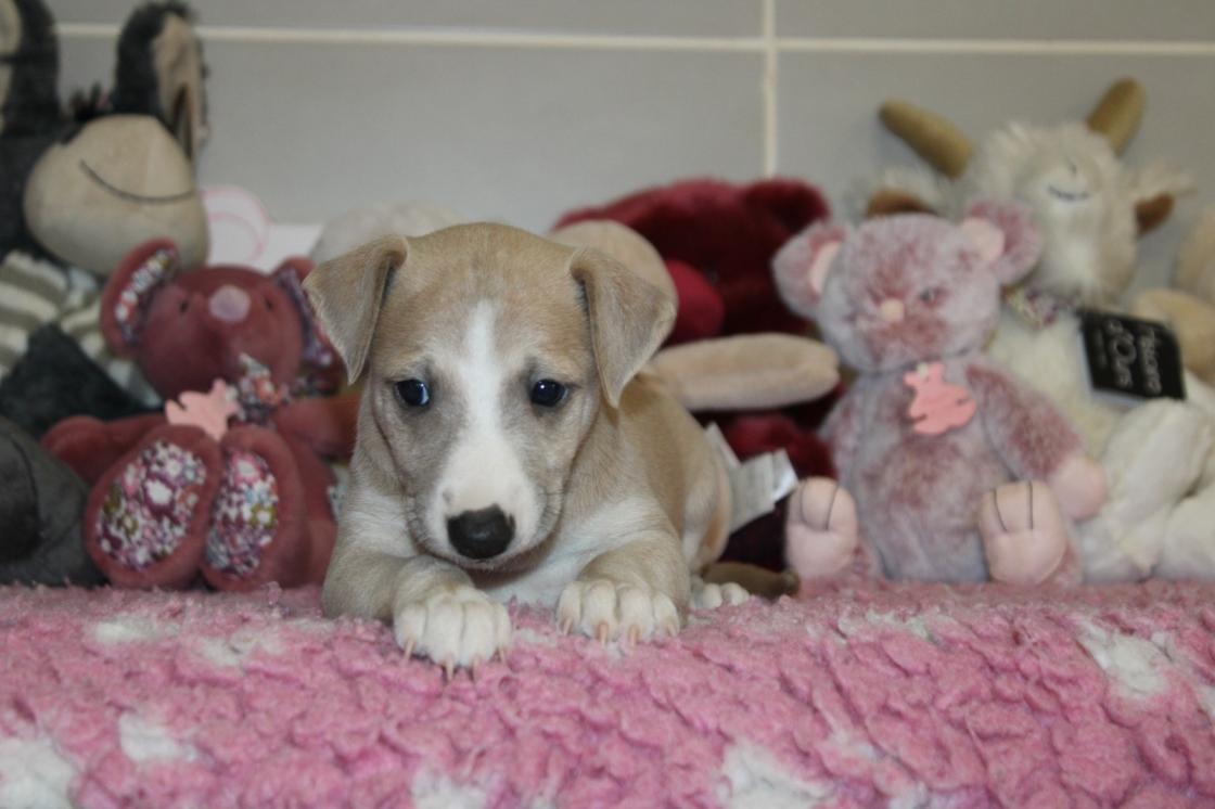 chiot disponible