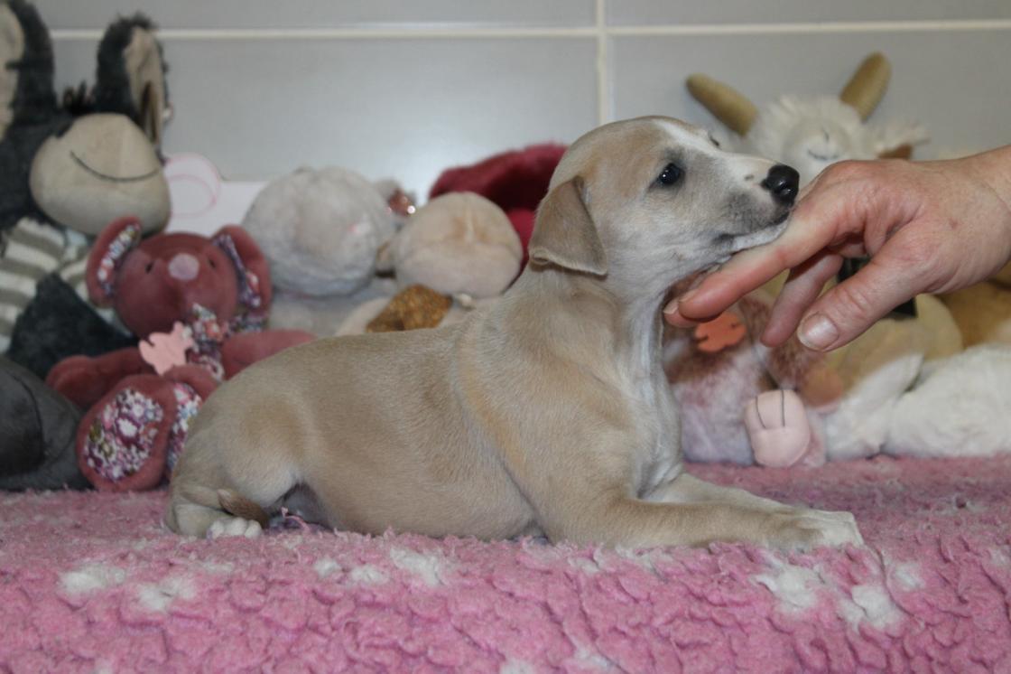 chiot disponible