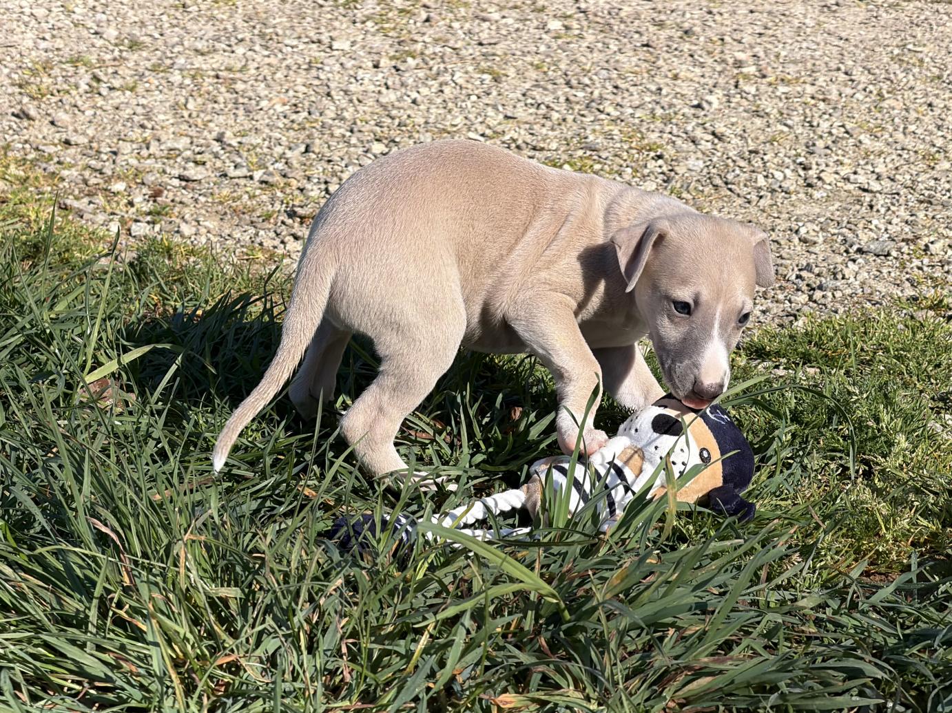 chiot disponible