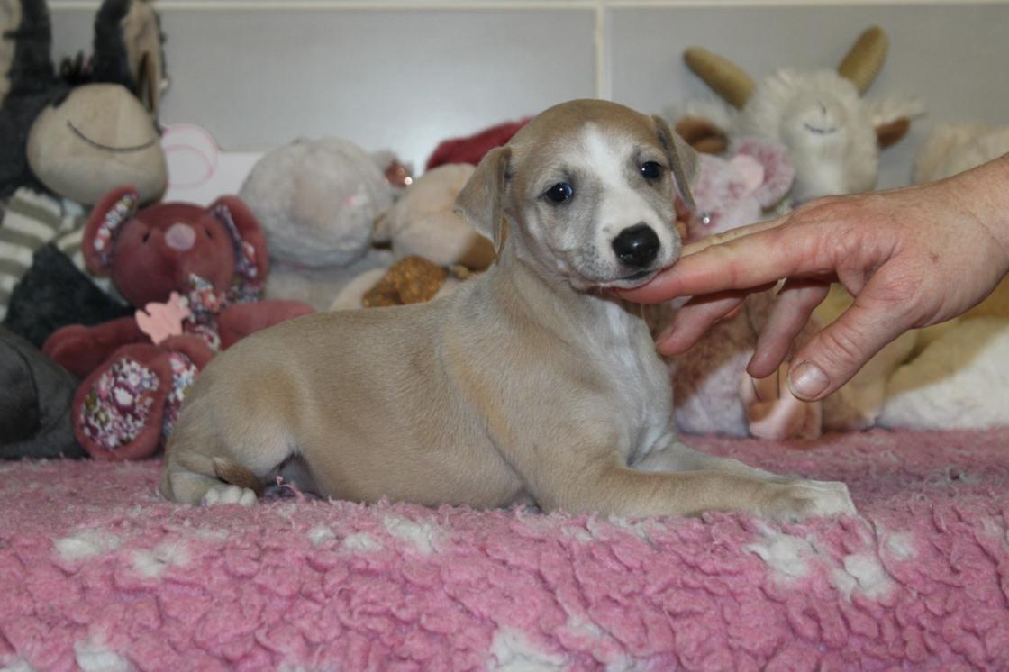 chiot disponible
