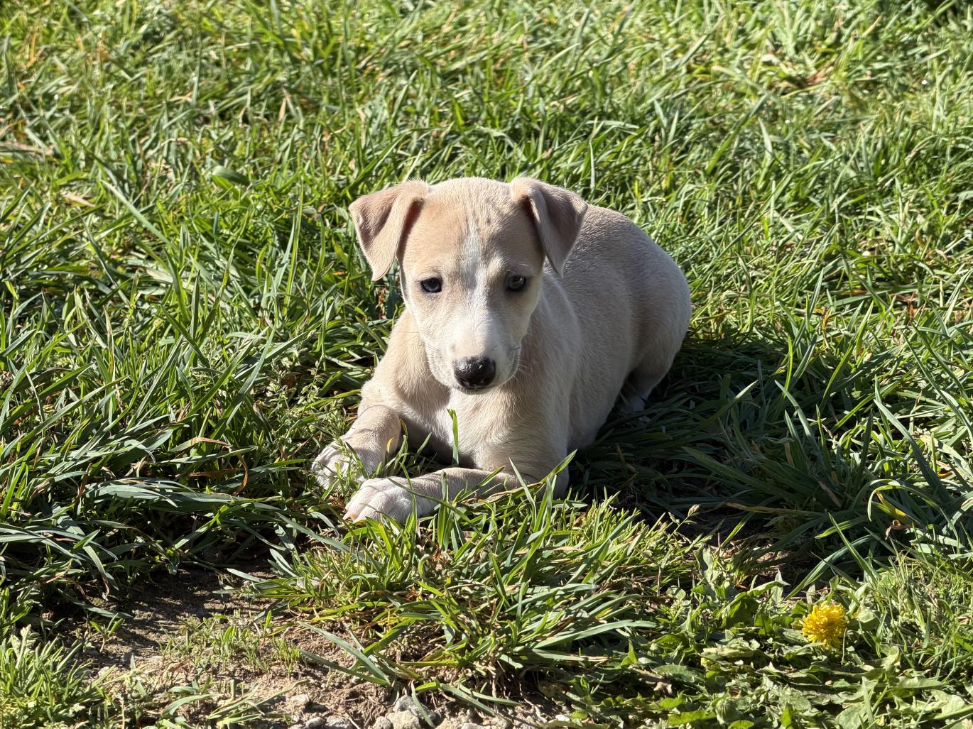 chiot disponible