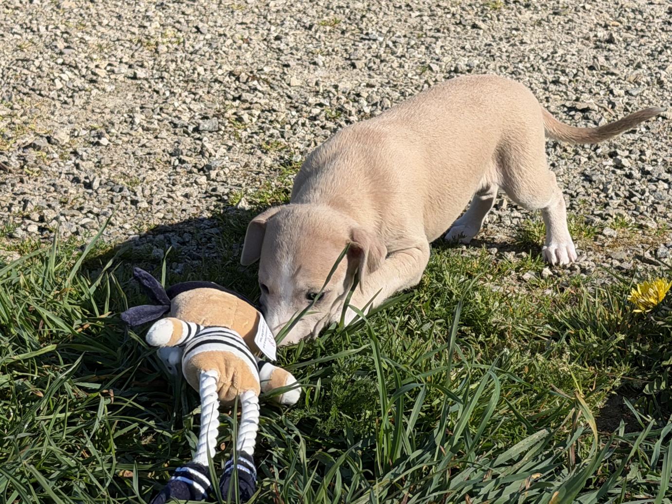 chiot disponible