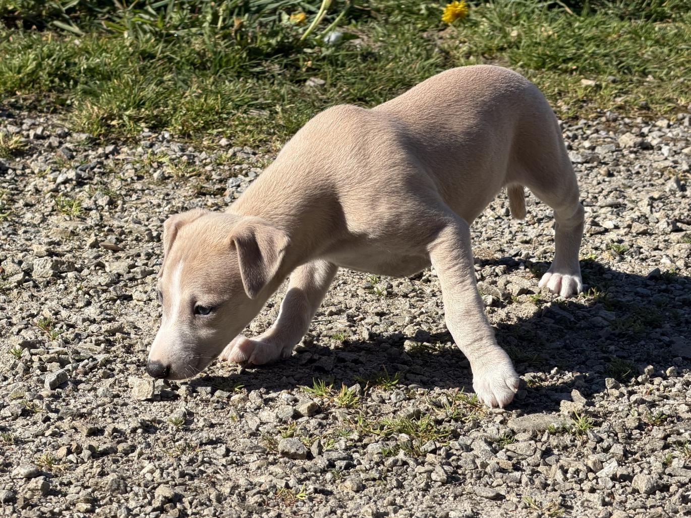 chiot disponible