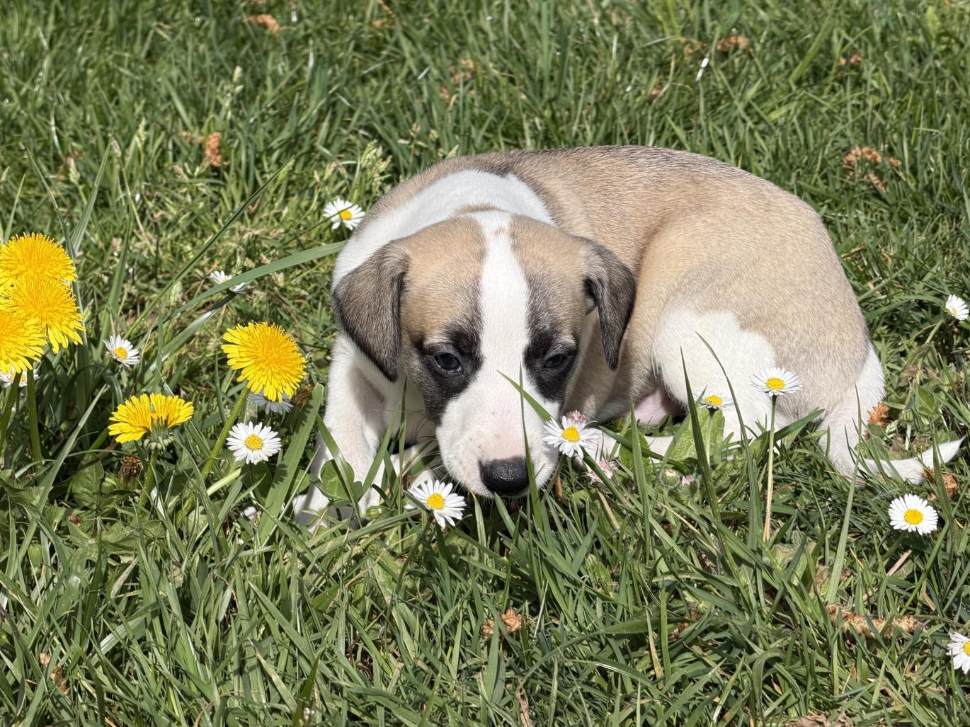 chiot disponible
