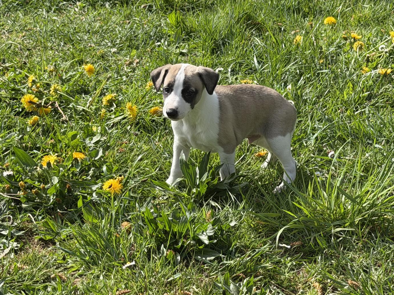 chiot disponible