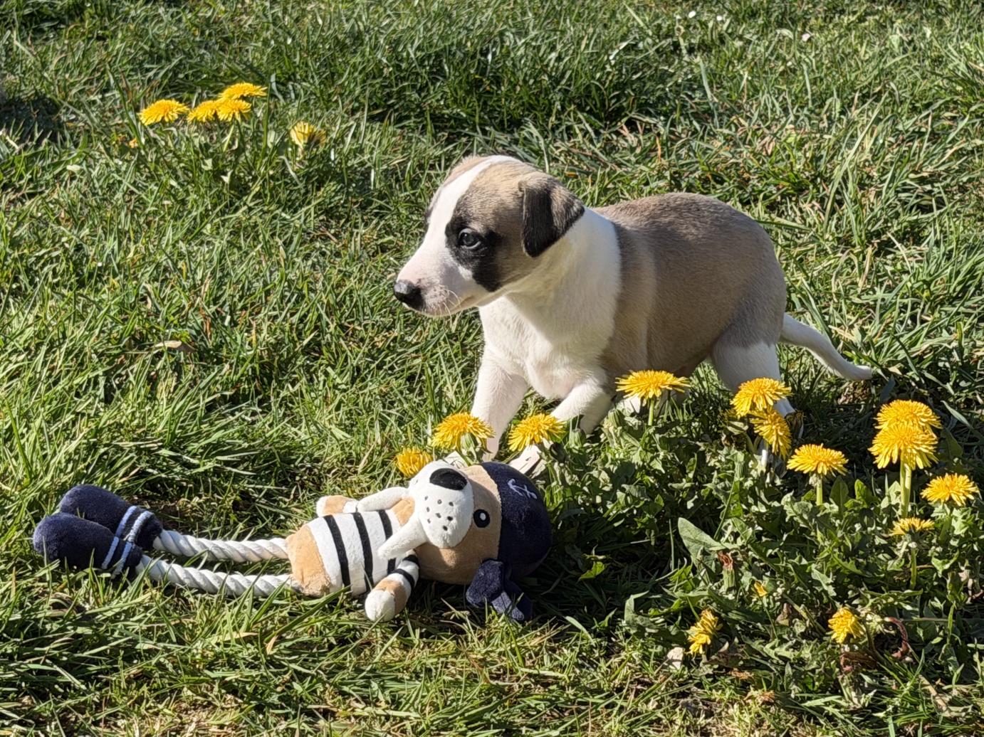 chiot disponible