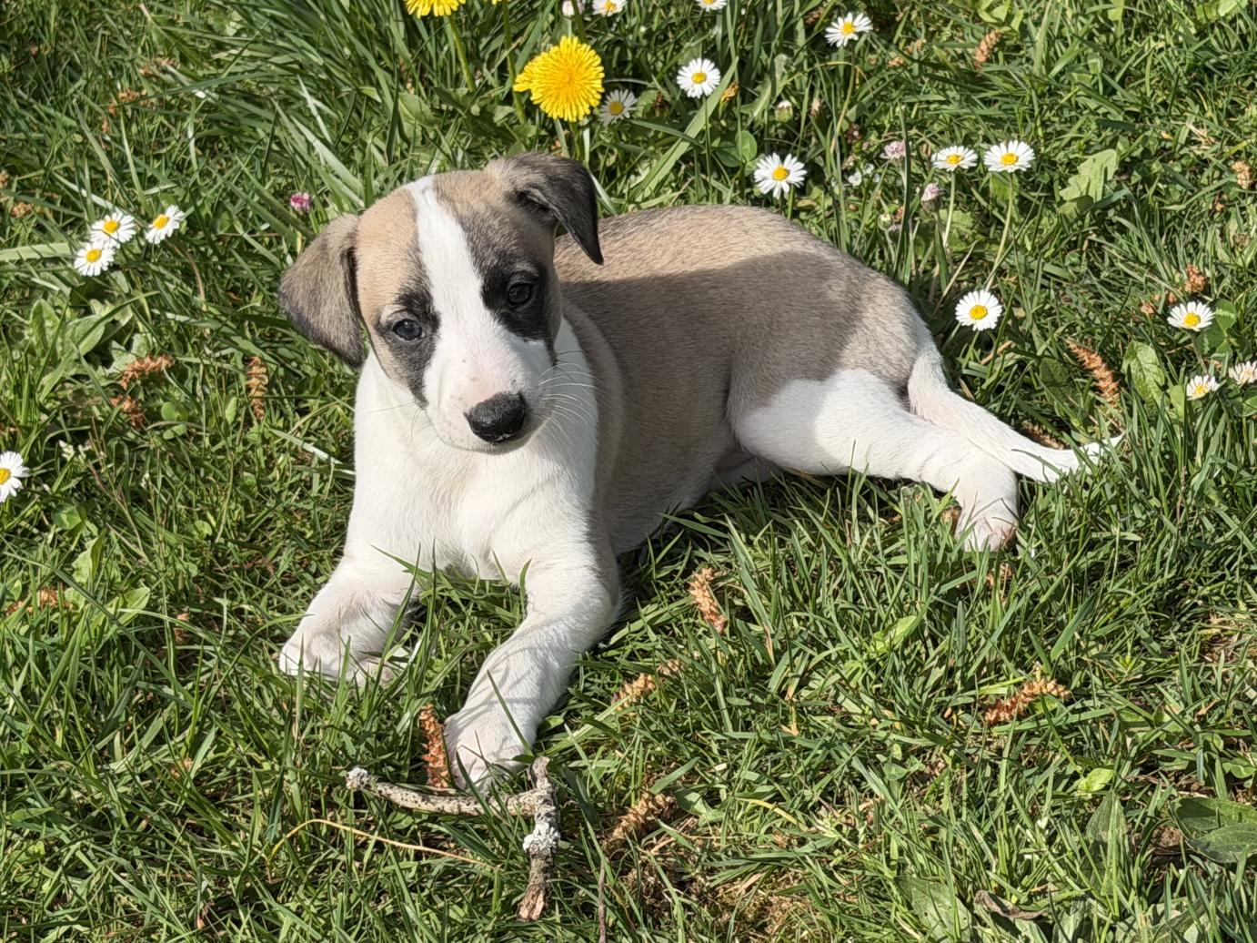chiot disponible