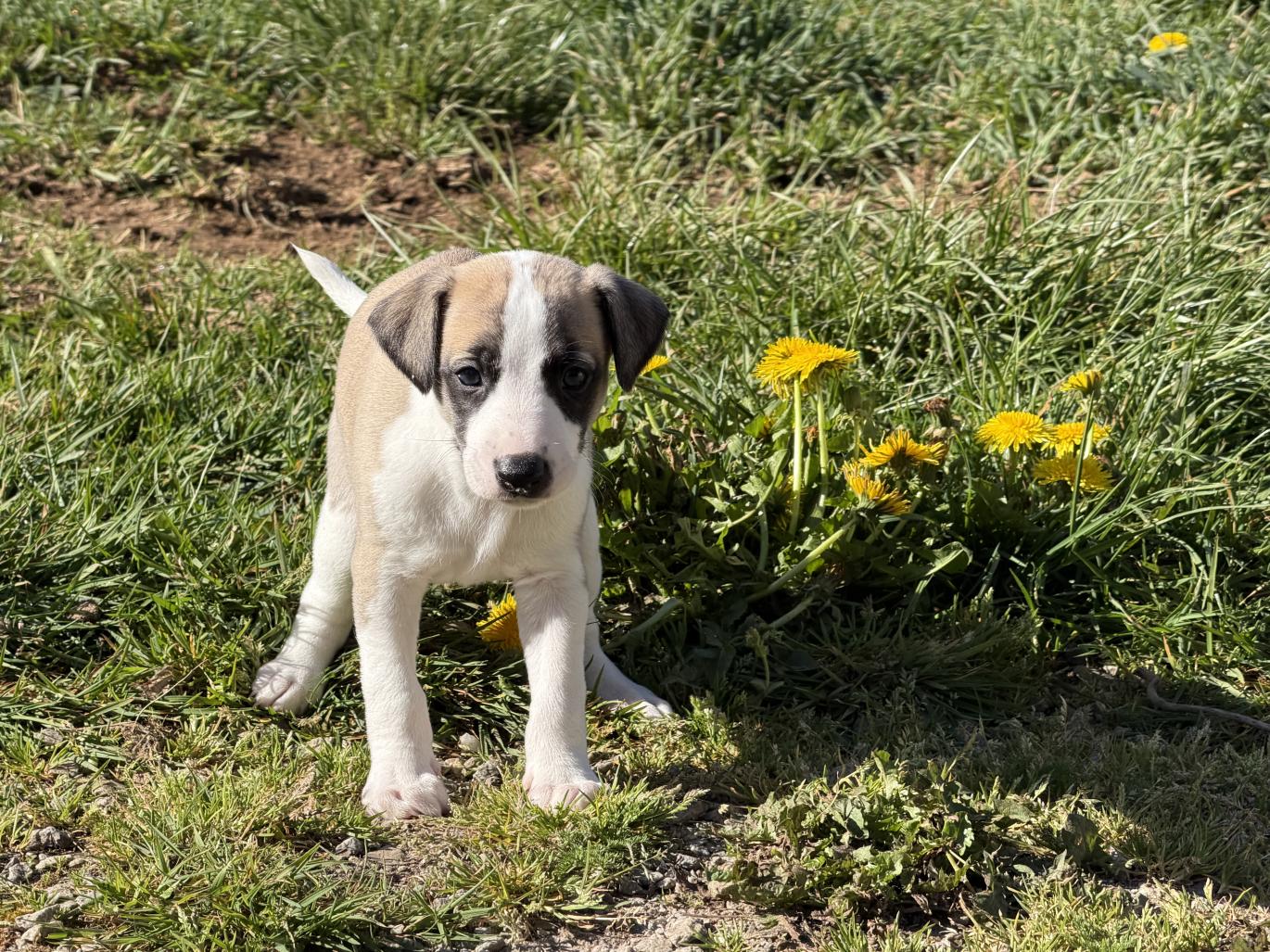 chiot disponible