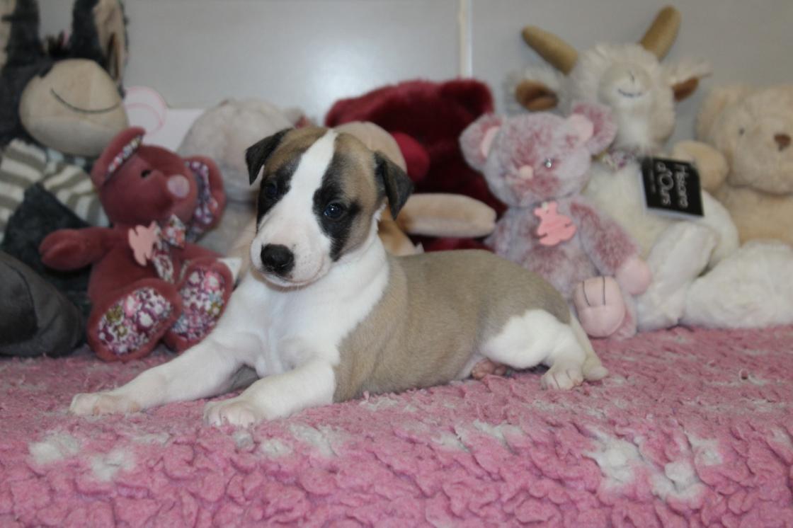 chiot disponible