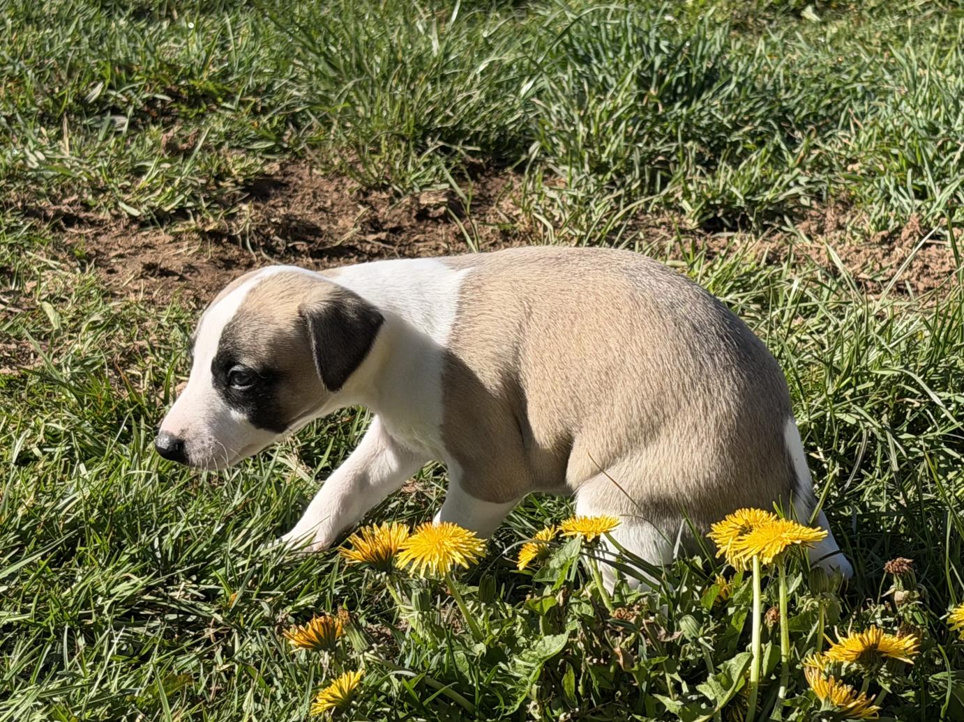 chiot disponible