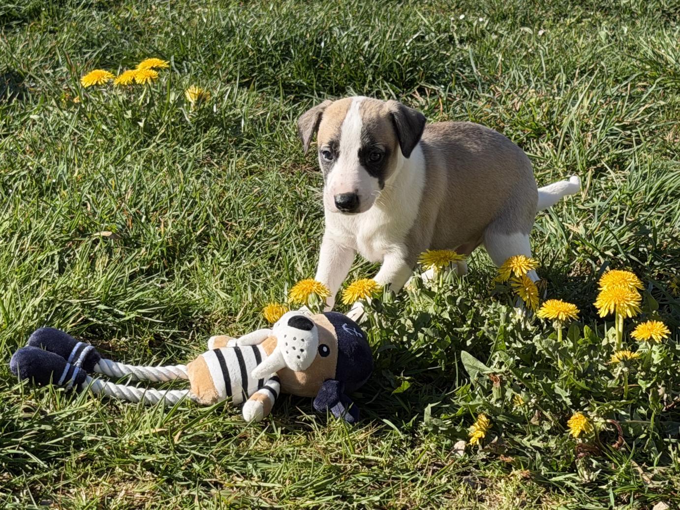 chiot disponible