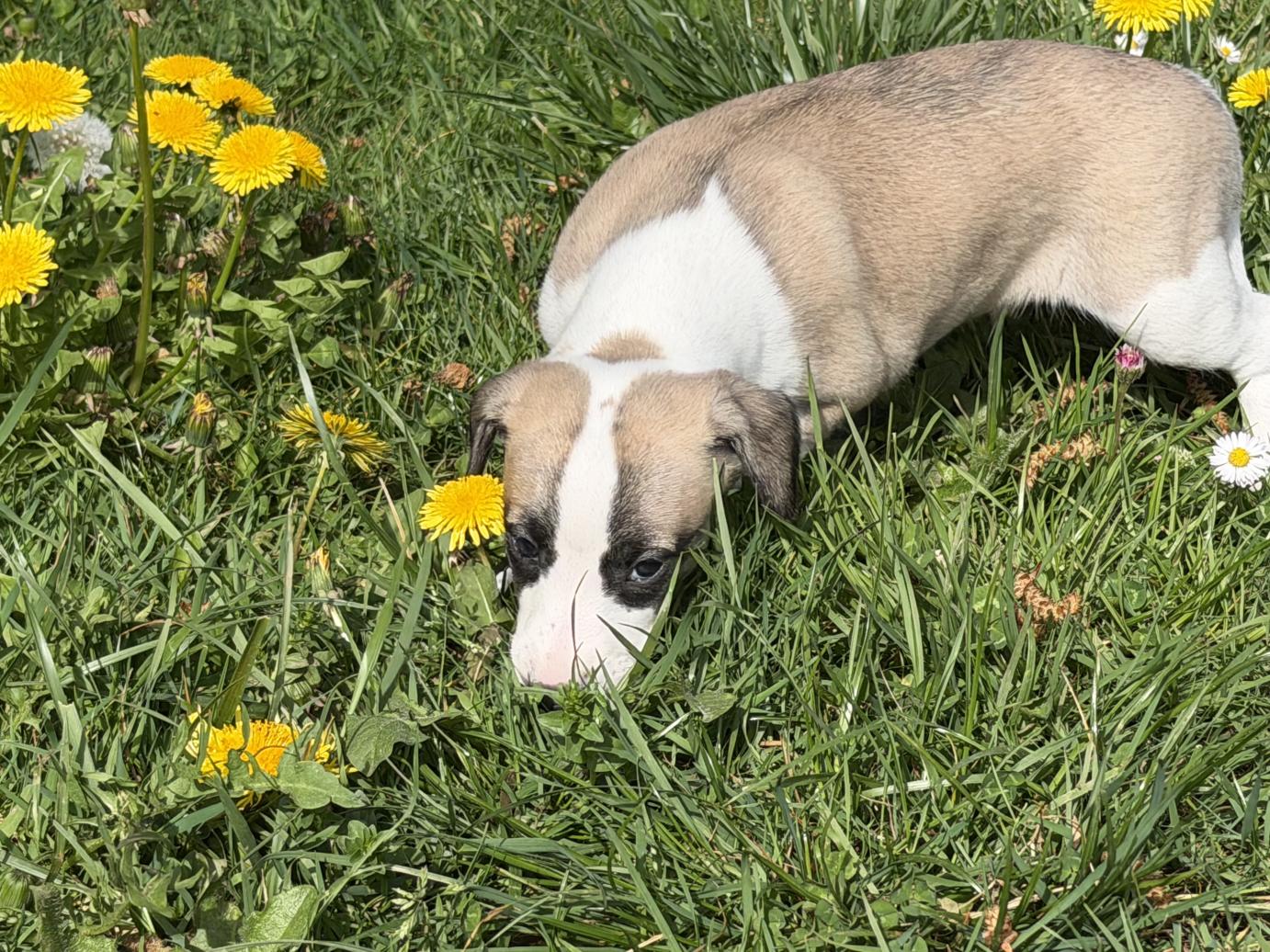 chiot disponible