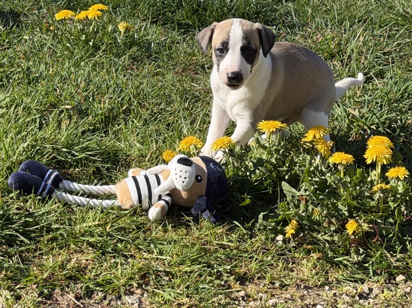 chiot disponible