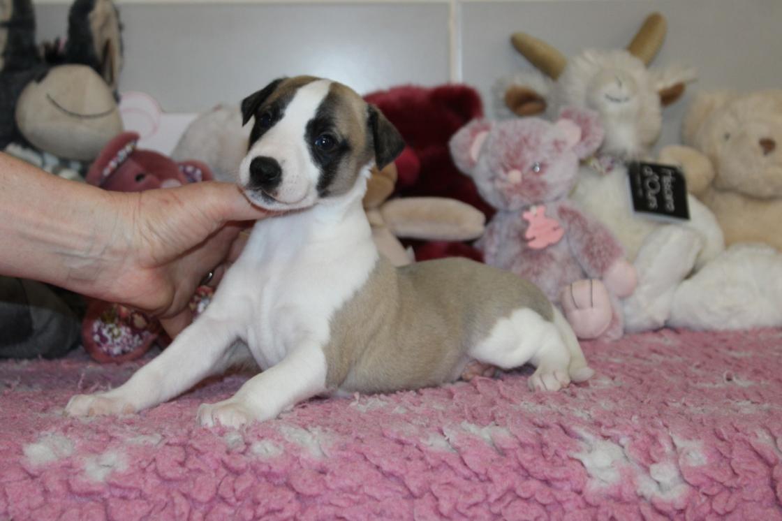 chiot disponible