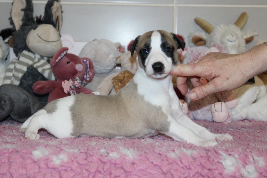 chiot disponible