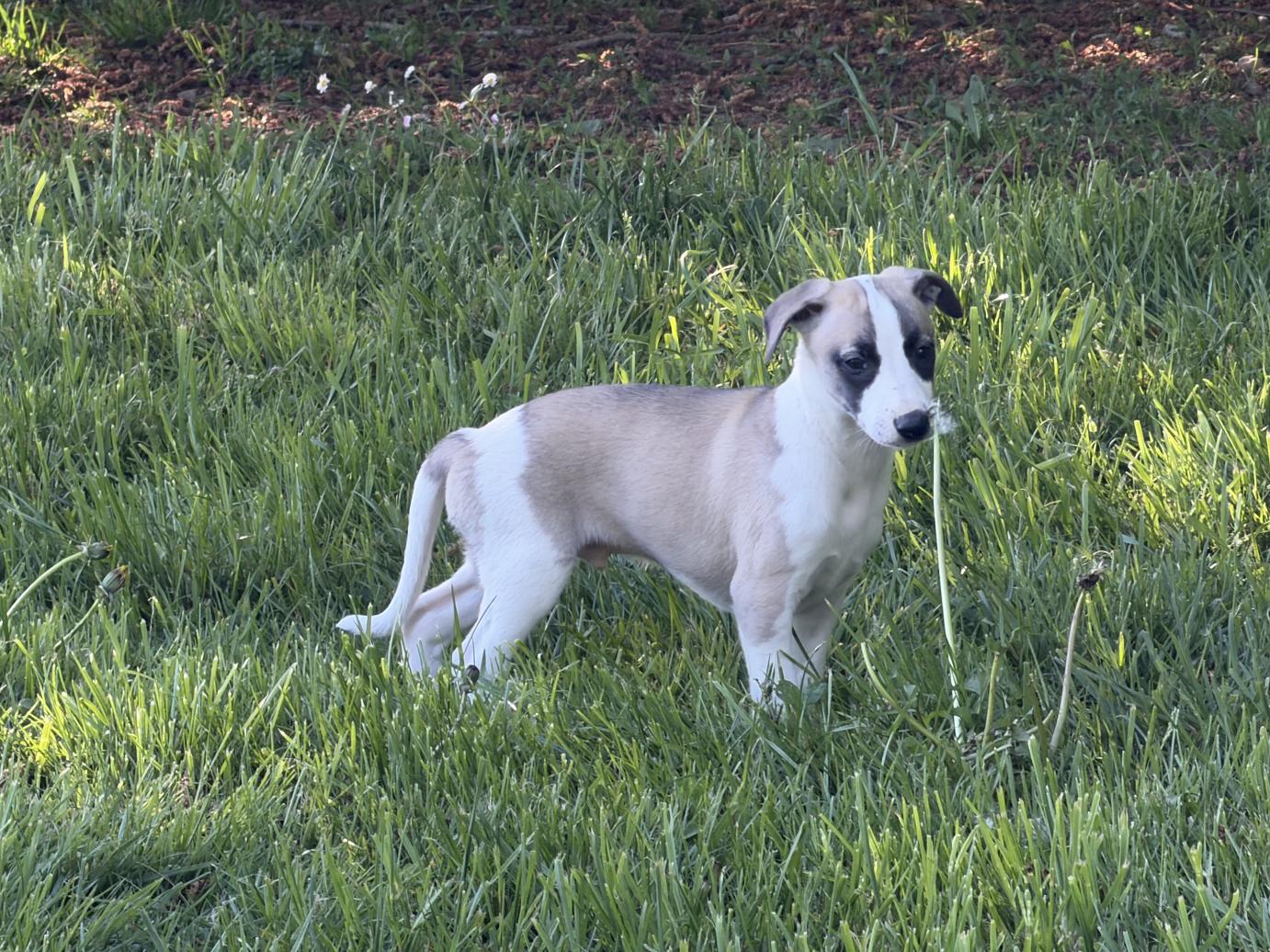 chiot disponible