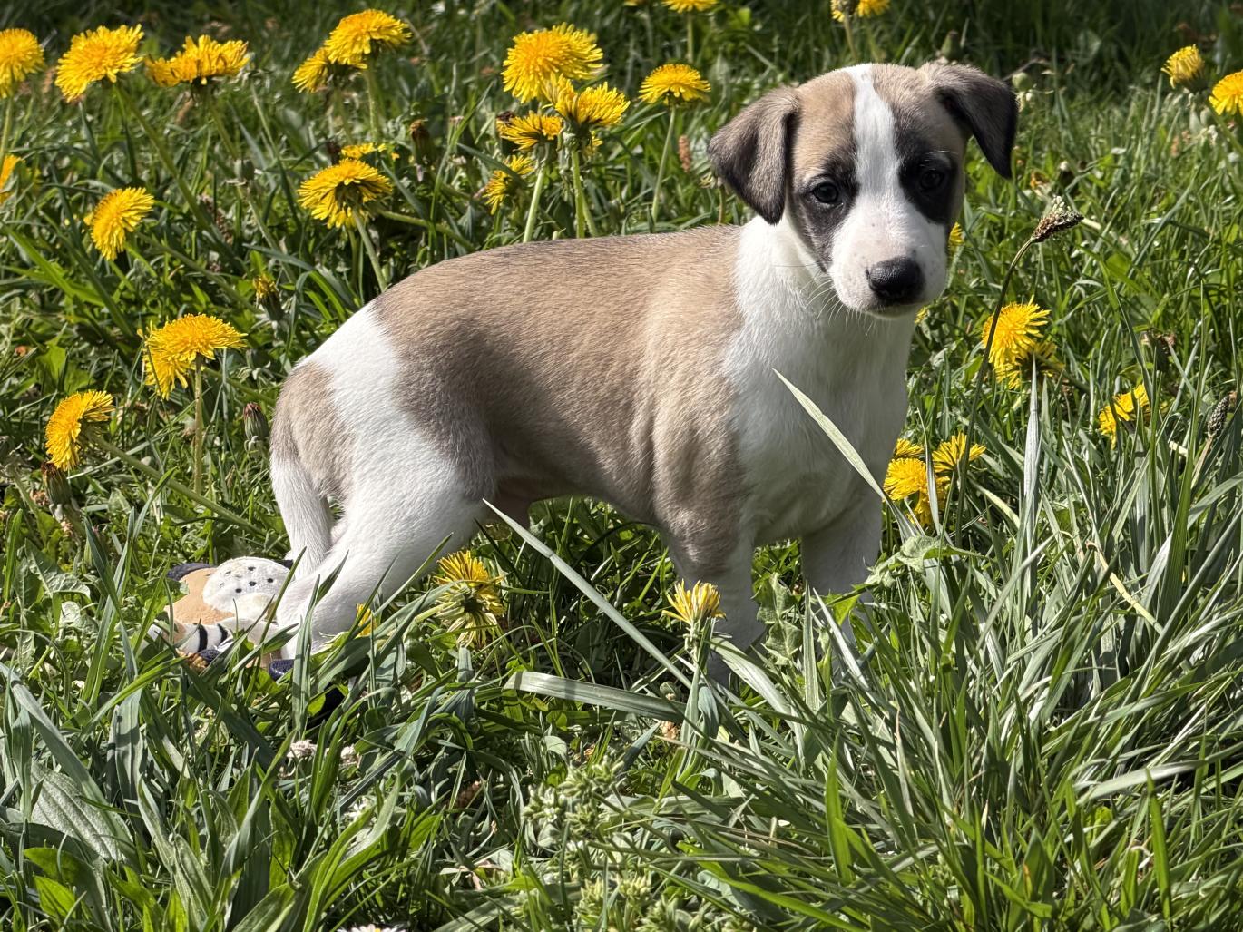 chiot disponible