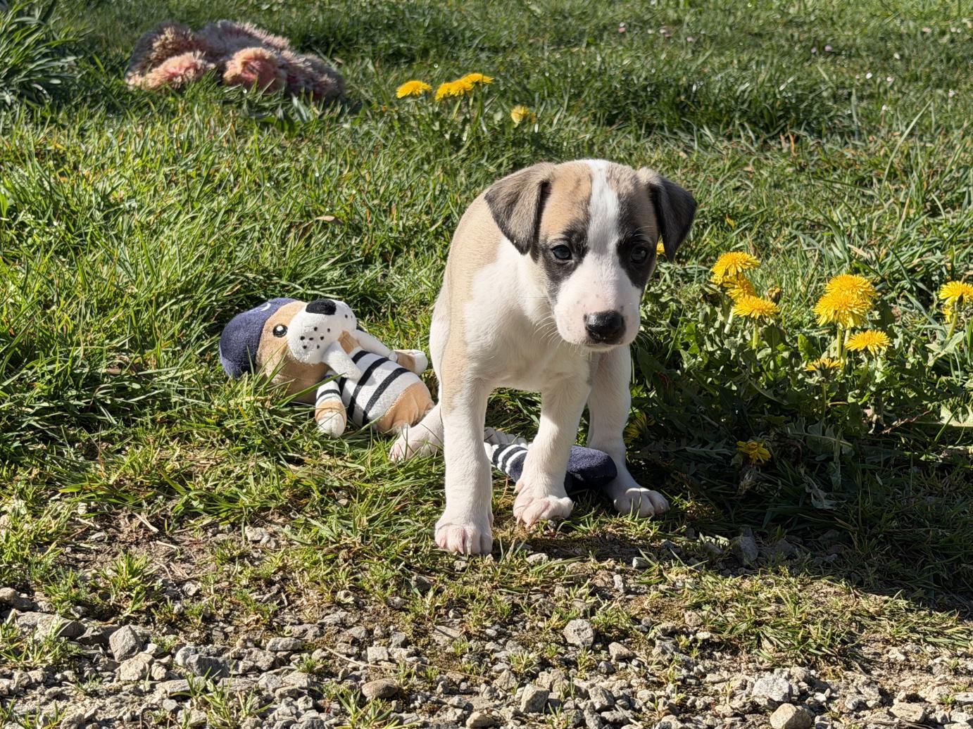chiot disponible