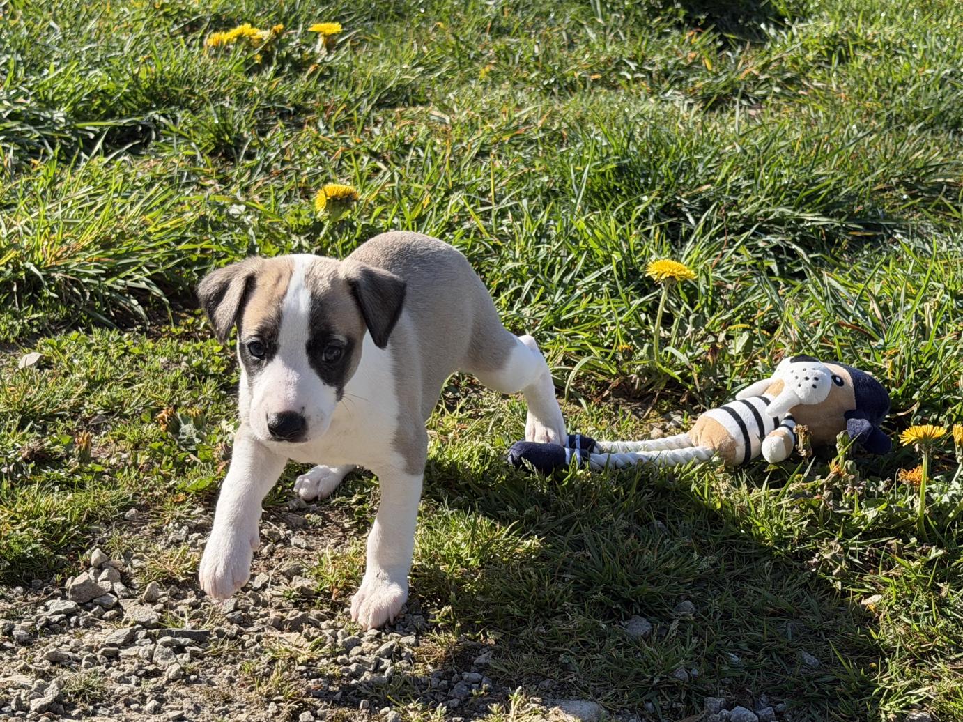 chiot disponible