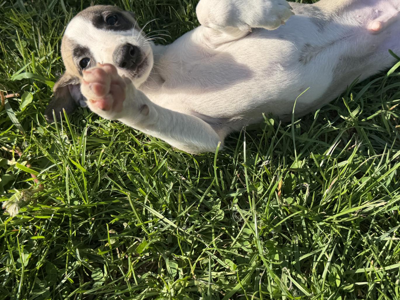 chiot disponible