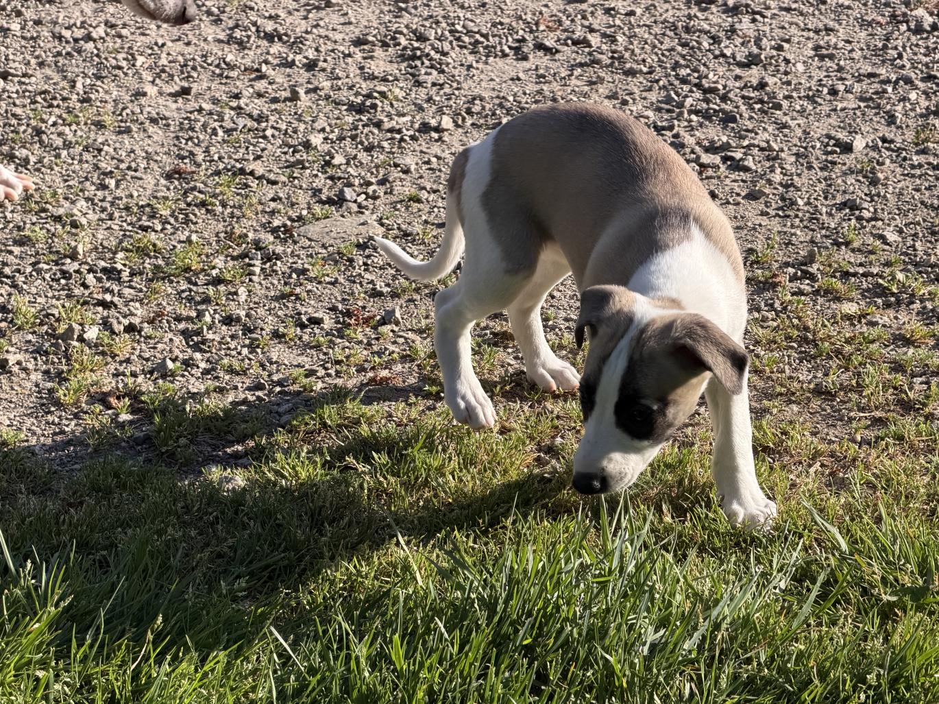 chiot disponible