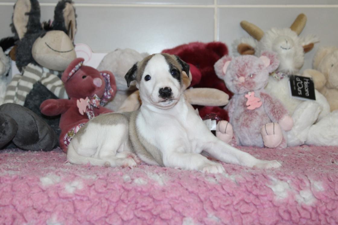 Chiot Whippet Disponible