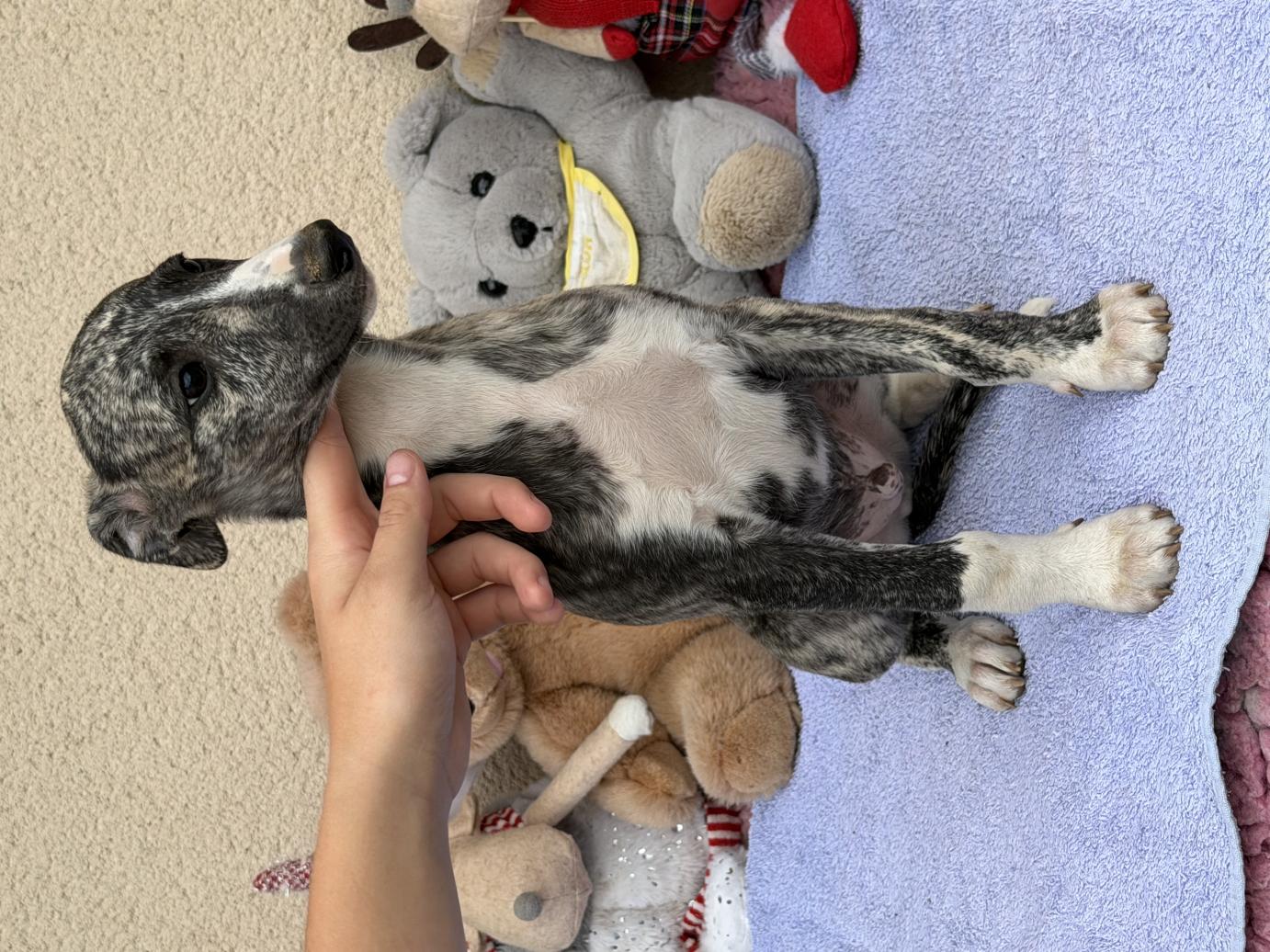 chiot disponible